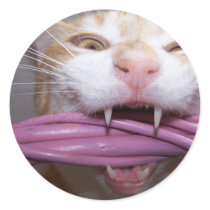 Guard cat stickers