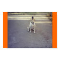 Guard Dog posters