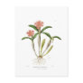 Guarianthe aurantiaca post cards