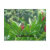 guatemala, rain forest, flowers, plants, forest,