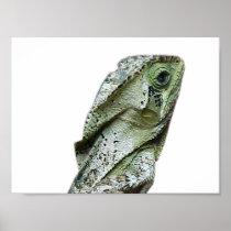 Guatemalan Helmeted Basilisk Posters