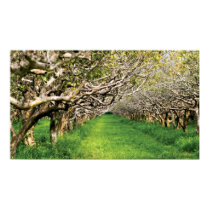 Guava Orchards of Kauai posters