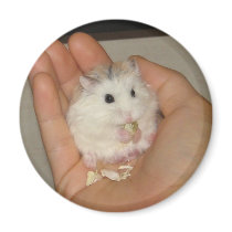 Gucci Magnet by roborovskihamsters Gucci Magnet