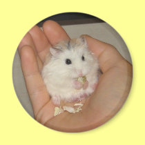 Gucci Magnet by roborovskihamsters Gucci Magnet