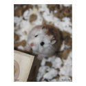 Gucci Poster posters by roborovskihamsters Gucci Poster posters