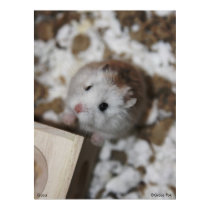 Gucci Poster posters by roborovskihamsters Gucci Poster posters