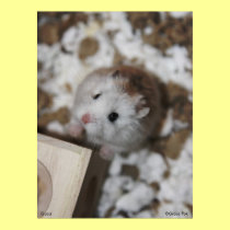 Gucci Poster posters by roborovskihamsters Gucci Poster posters