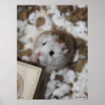 Gucci Poster posters