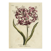 Guernsey Lilly posters