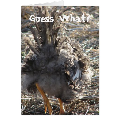 Guess What Chicken Butt Card Zazzle