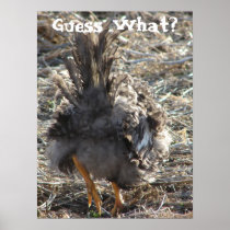Guess What?  Chicken Butt Posters