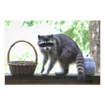 Guilty Raccoon and Cookie Jar Photographic Print