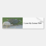 Guinea Fowl Bumper Sticker