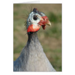 Guinea Fowl Greeting Card