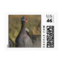 Guinea Fowl postage stamp