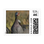 Guinea Fowl postage stamp