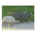 Guinea Fowl Postcard