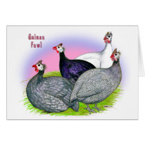 Guinea Fowl Quartet cards by diane_jacky Guinea Fowl Quartet cards