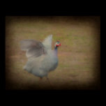 Guinea hen posters