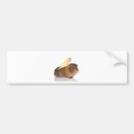 guinea pig and yellow bird bumper sticker