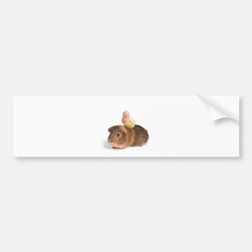 guinea pig and yellow bird bumper stickers