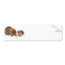 guinea pig bumper stickers