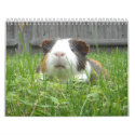 Guinea pig calander calendars