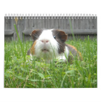 Guinea pig calander calendars by cawjam84 Guinea pig calander calendars