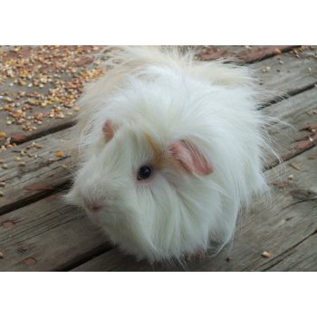 Guinea Pig Card card