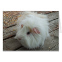 Guinea Pig Card