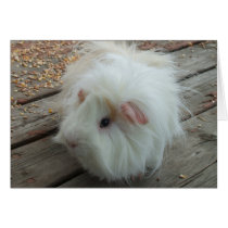 Guinea Pig Card