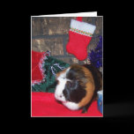 Guinea Pig Christmas 1 cards
