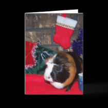 Guinea Pig Christmas 1 cards