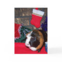 Guinea Pig Christmas 1 cards