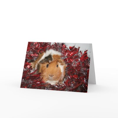 Guinea Pig Christmas Greeting Cards by deemac1