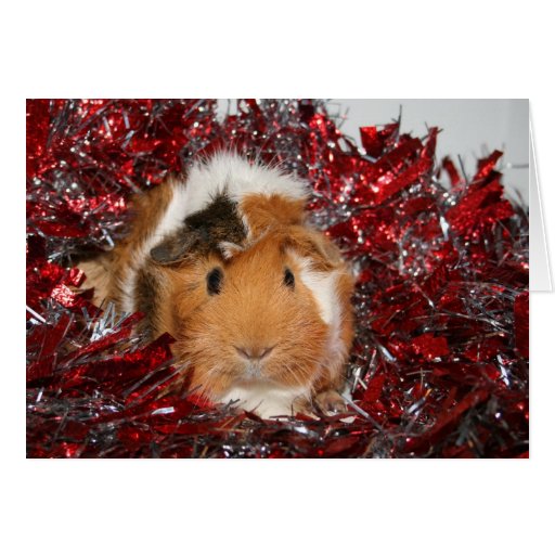 Guinea Pig Christmas Greeting Cards Zazzle
