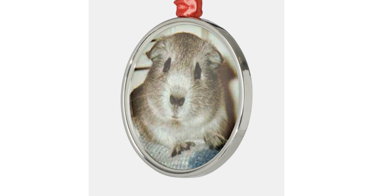 guinea pig christmas ornament Zazzle