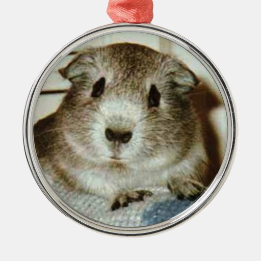 guinea pig christmas ornament Zazzle