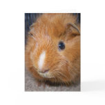 Guinea Pig Greeting Card