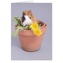 guinea pig in a flowerpot greeting card