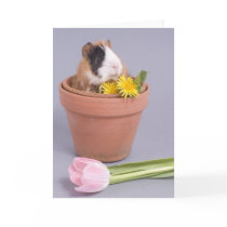 guinea pig in a flowerpot greeting card