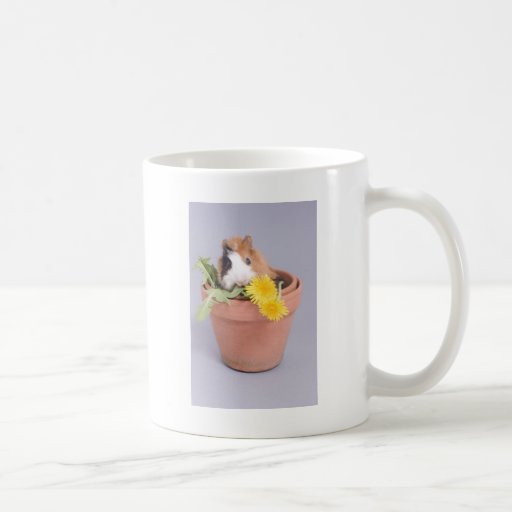 guinea pig in a flowerpot coffee mugs