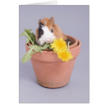 guinea pig in a flowerpot greeting card