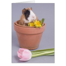 guinea pig in a flowerpot greeting card