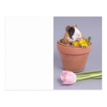 guinea pig in a flowerpot postcards