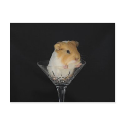 Guinea pig in a wine glass post card by NVigeant