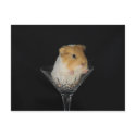 Guinea pig in a wine glass postcards