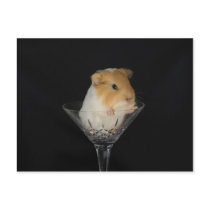 Guinea pig in a wine glass postcards