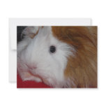 guinea pig personalized invites