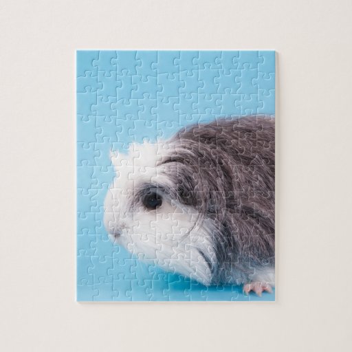 guinea pig jigsaw puzzle Zazzle